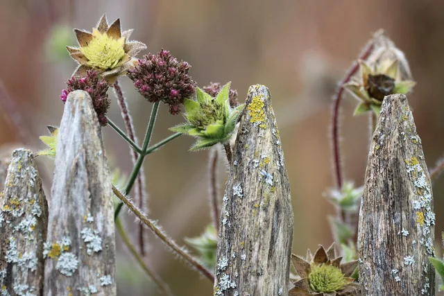 fence, fence top, plants, flowers, fall, autumn bloom, autumn, flower background, beautiful flowers, autumn garden, garden, garden plants, flower wallpaper, garden magic, garden harmony, nature, bloom. How USDA hardiness zones and first-frost dates set a US cut flower calendar