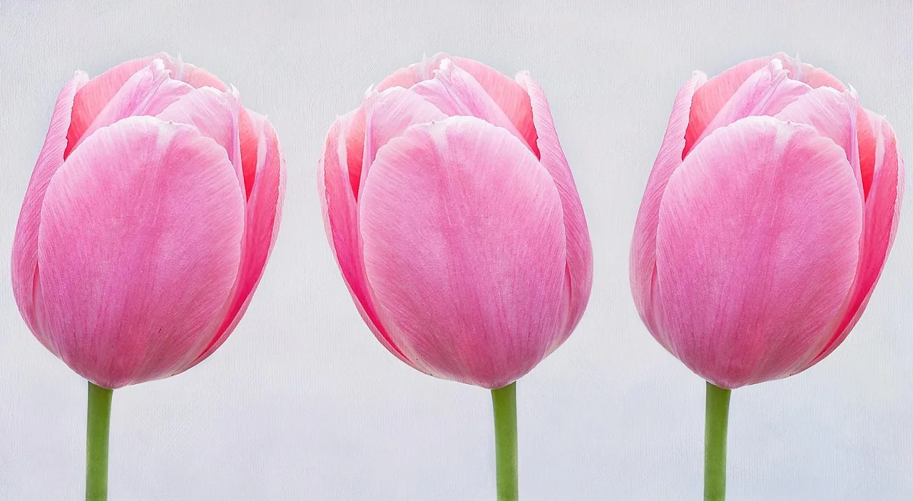 tulips, pink, blossoms, cut flower, spring flower, pastel, close up, nature, spring, tulips, tulips, tulips, pastel, pastel, pastel, pastel, pastel. Cut Flower Wet vs Dry Storage: Trade-Offs
