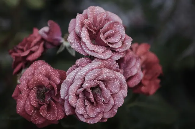 roses, flowers, dew, flower background, dewdrops, flower wallpaper, water droplets, pink roses, pink flowers, pink petals, bloom, blossom, flora, rose petals, rose bloom, floral, f. Wet storage, dry storage, and floral solutions compared