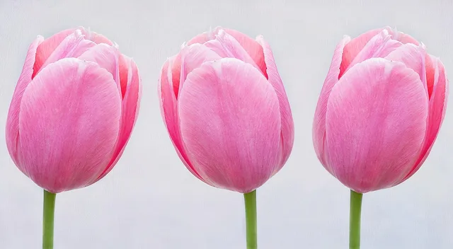 tulips, pink, blossoms, cut flower, spring flower, pastel, close up, nature, spring, tulips, tulips, tulips, pastel, pastel, pastel, pastel, pastel. Cut Flower Wet vs Dry Storage: Trade-Offs