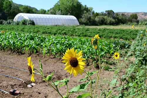 A high tunnel and sunflower rows at El Rincon Farm in New Mexico