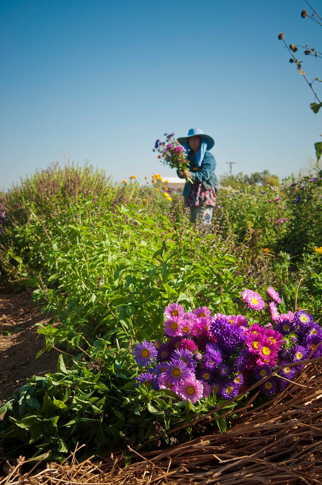 May Young Vu harvesting flowers at her California farm