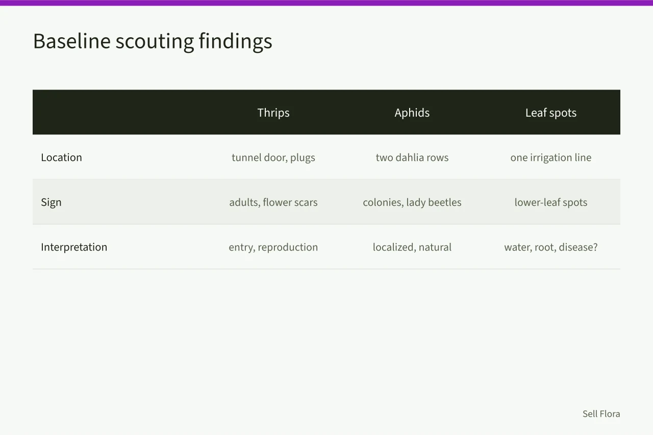 Table comparing thrips, aphid, and leaf spot scouting findings (The honest guide to cut flower ipm turnaround)