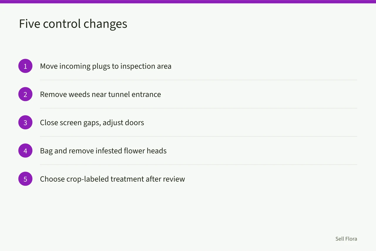 Five-step list of IPM control changes at North Lane Flowers (The honest guide to cut flower ipm turnaround)