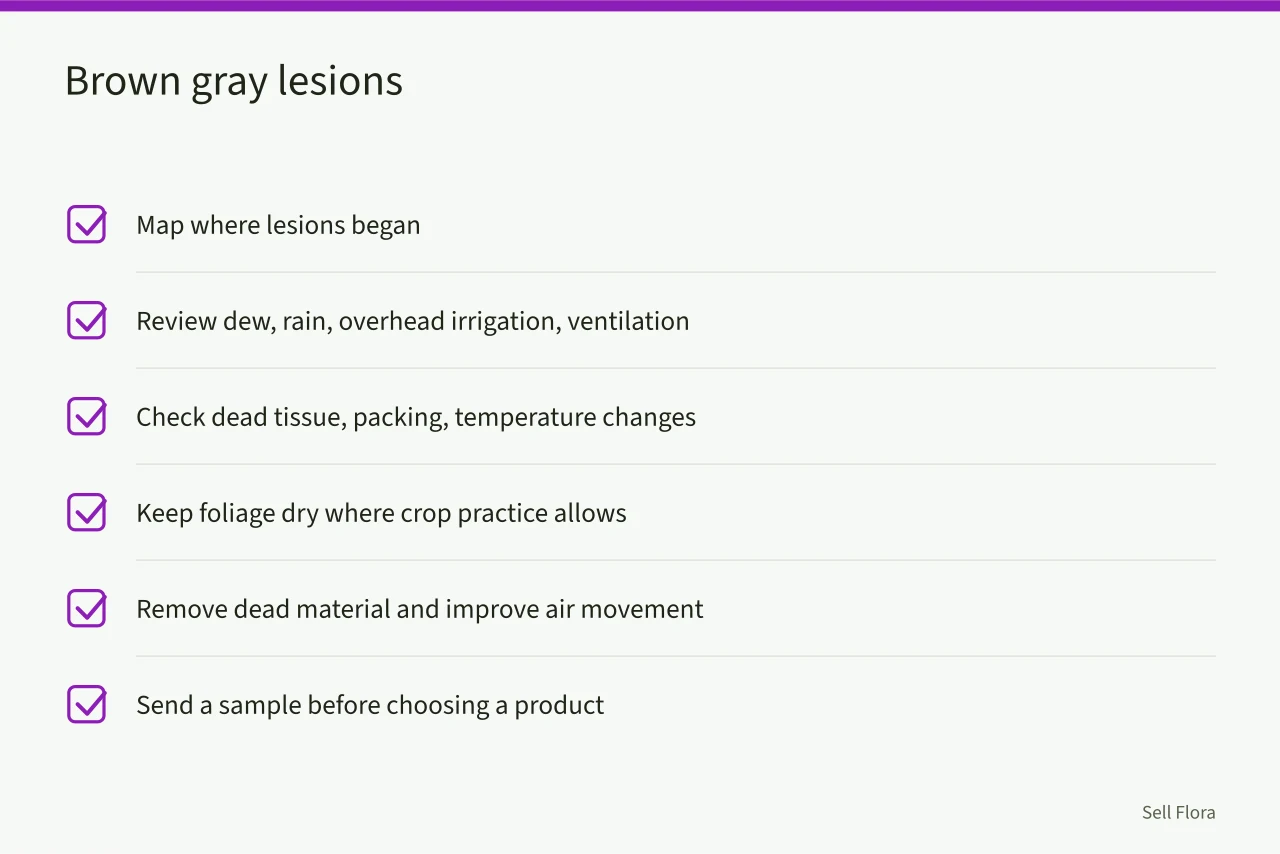 Checklist for brown or gray lesions in dense growth (What pale leaves and stunted growth reveal about cut flower disease?)
