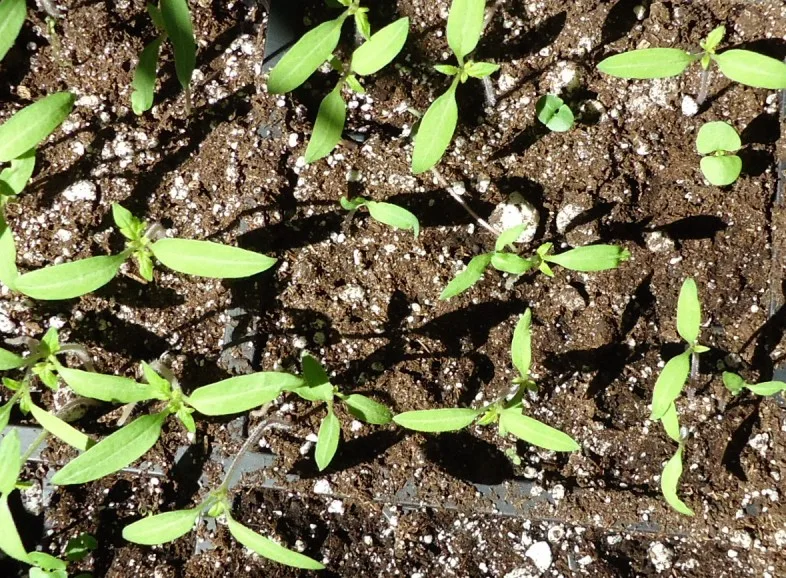 Young tomato and basil seedlings growing in a tray