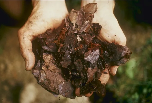 Hands holding finished compost