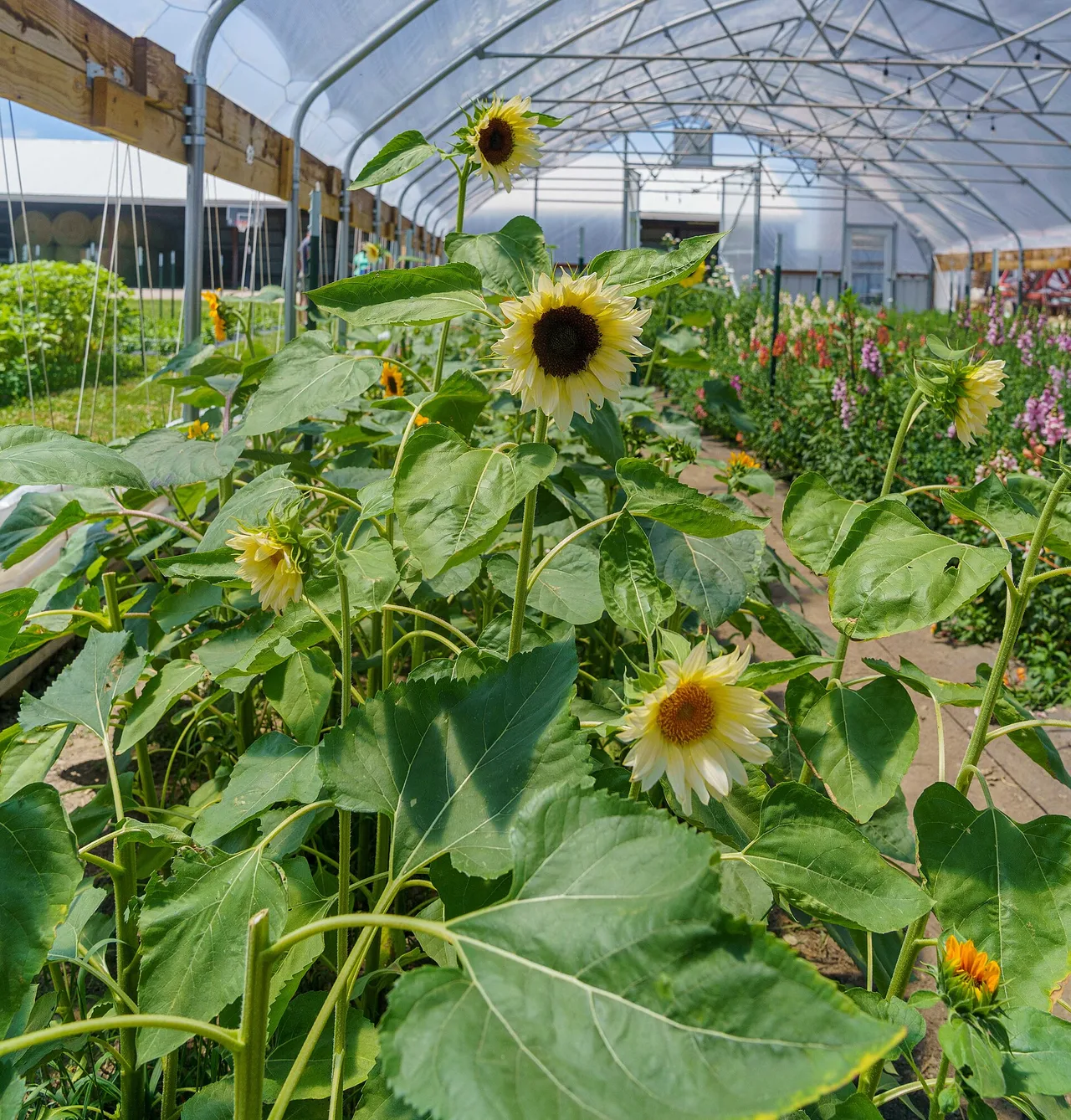 Sunflowers and other cut flowers growing inside an Indiana high tunnel