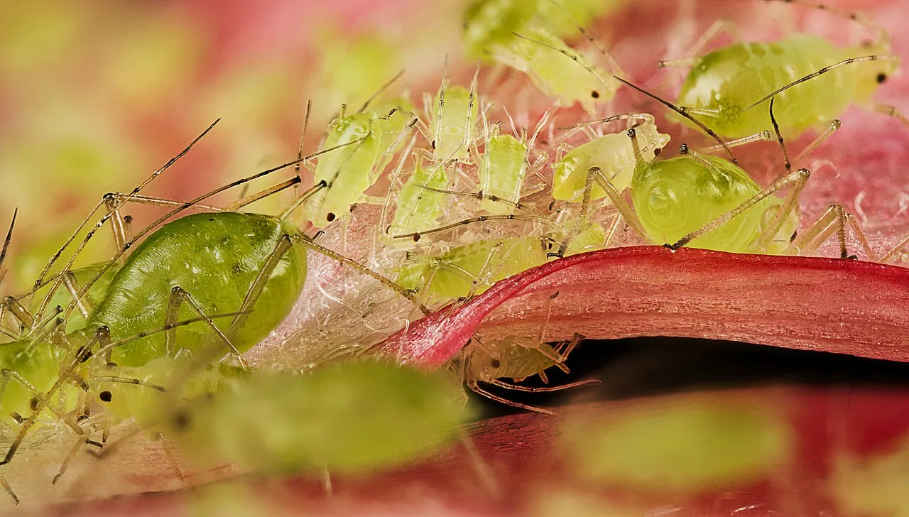 Pale green aphids clustered on the pink and red tissue of an anemone flower