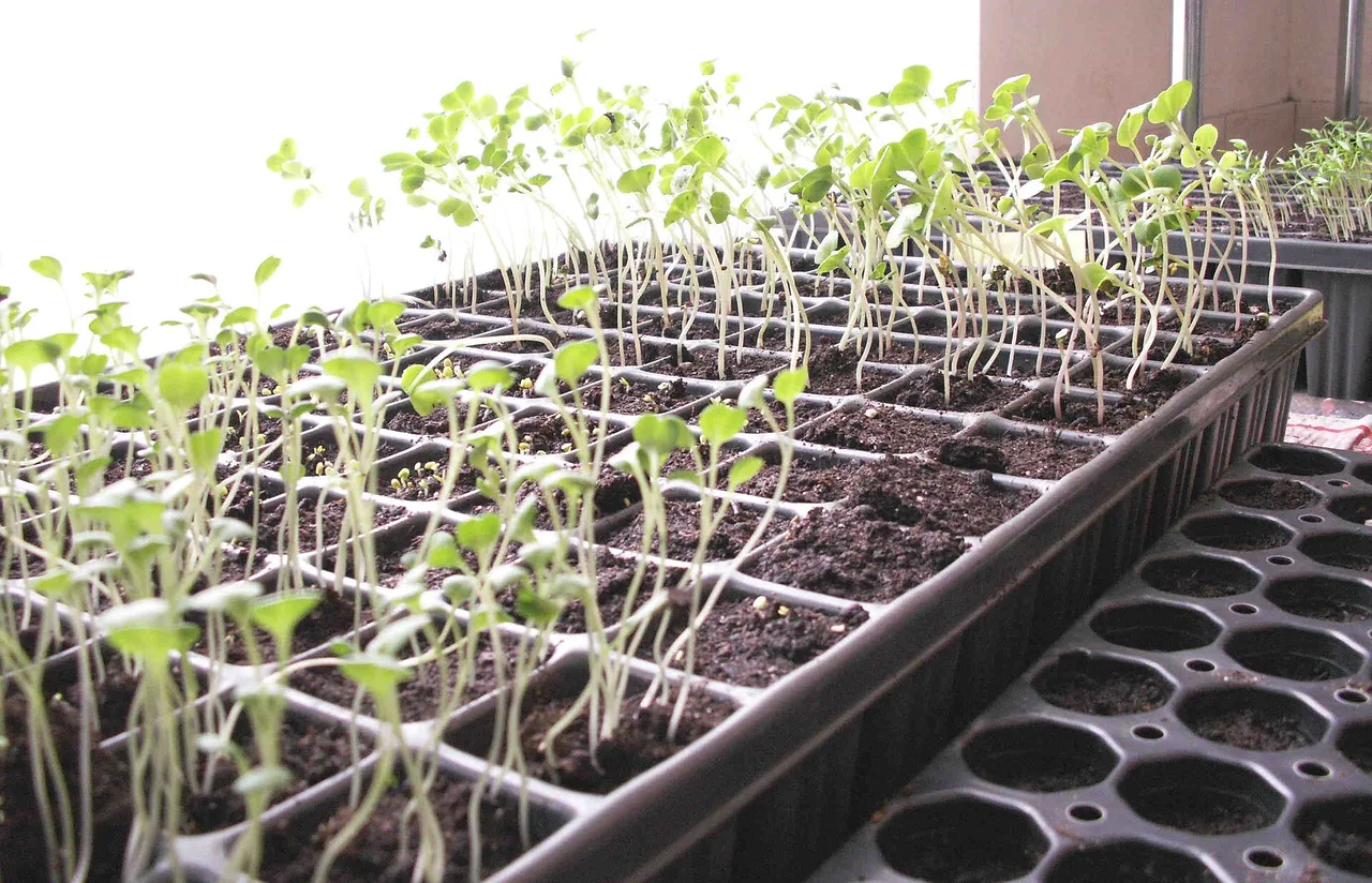 Several horticulture trays with stretched seedlings near a bright window