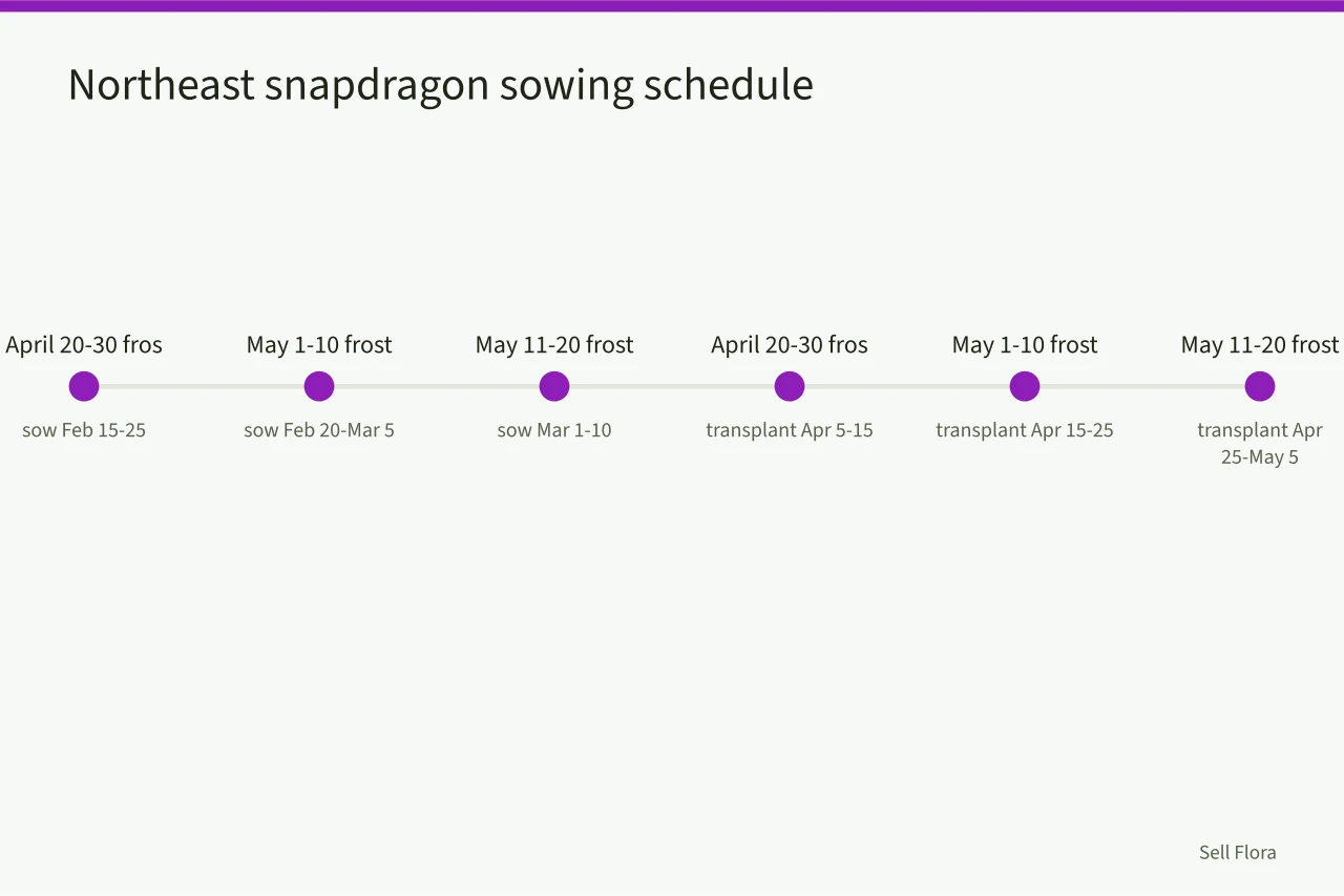 Timeline linking last frost dates to indoor sowing and transplant windows (When should Northeast growers start snapdragons for early cut flowers?)
