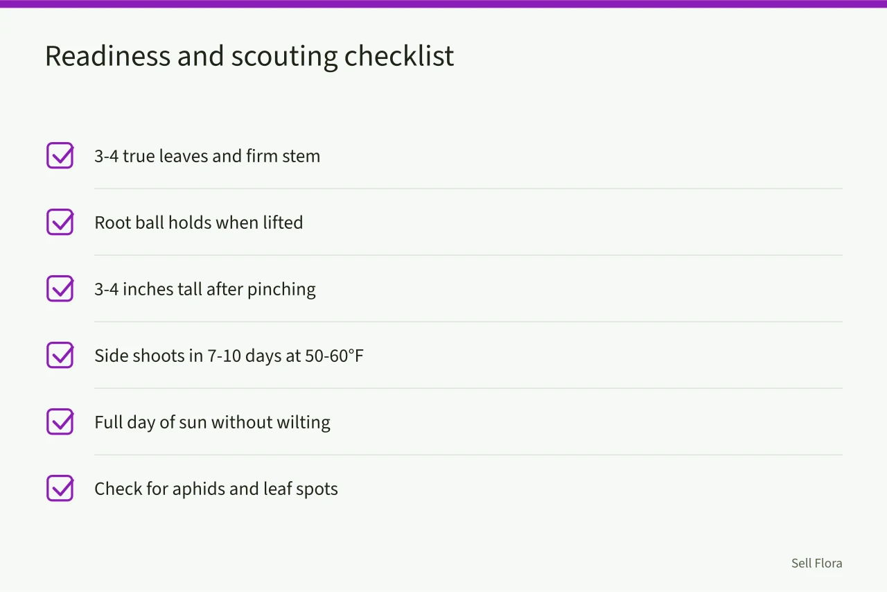 Checklist of seedling readiness signs and pest scouting tasks (When should Northeast growers start snapdragons for early cut flowers?)