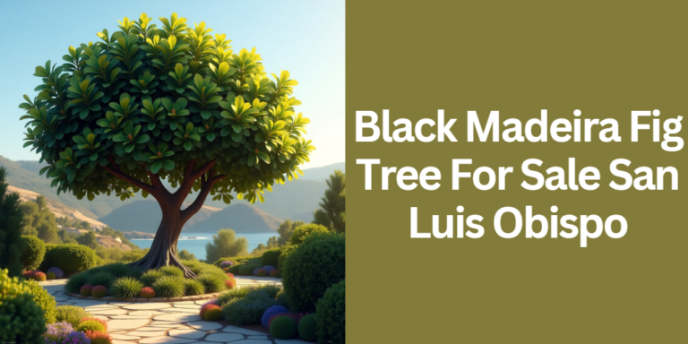 Black Madeira Fig Tree For Sale San Luis Obispo