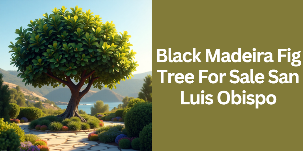 Black Madeira Fig Tree For Sale San Luis Obispo